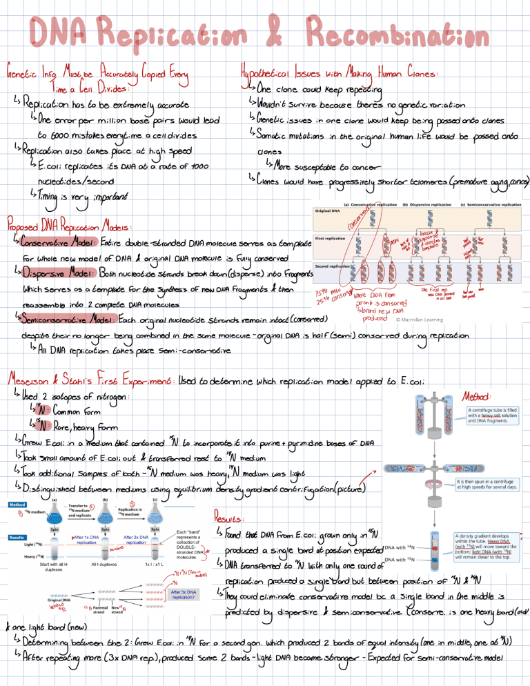 DNA Replication Mechanism Study Guide