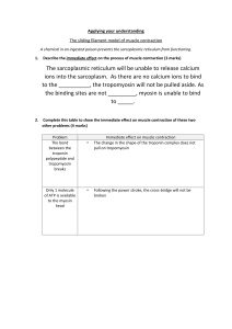 Sliding Filament Model Worksheet
