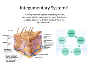 Integumentary System: Skin Layers & Functions