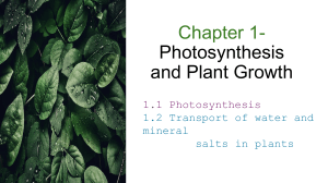 Photosynthesis and Plant Growth Explained