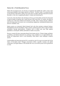 Marine Life: World Beneath the Waves