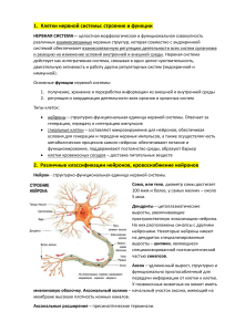 Клетки нервной системы: строение и функции