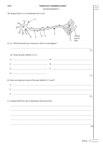 Nervous System Question Sheets
