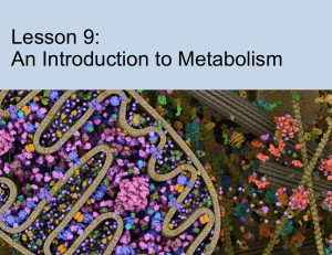 Intro to Metabolism: ATP & Enzymes