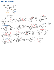 Degradacja Aminokwas&oacute;w - Strona Podręcznika Biochemii
