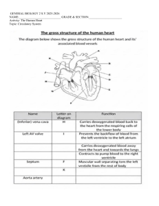 Human Heart Anatomy Worksheet: Circulatory System Activity