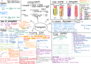 Plant Biology Worksheet: Xylem Transport System