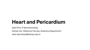 Heart and pericardium