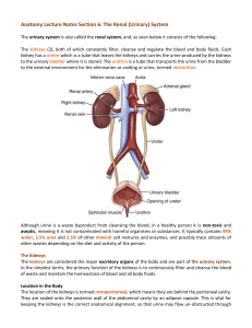 Anatomy Lecture Notes: Renal (Urinary) System