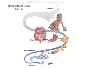 Human Anatomy: Organizational Levels & Body Regions