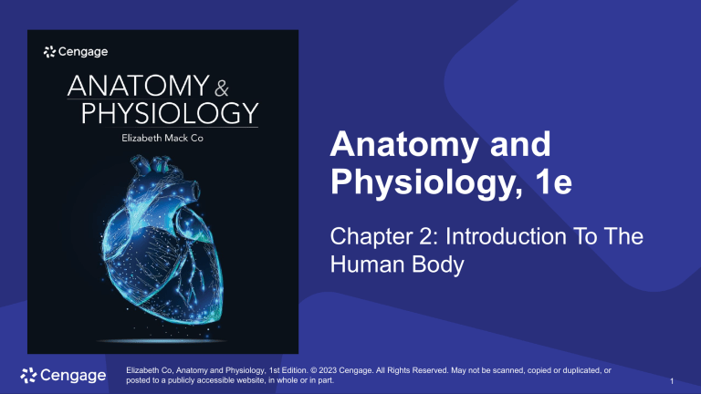Anatomy and Physiology Chapter 2: Introduction to the Human Body