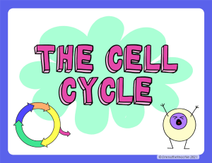 The Cell Cycle: Phases, Checkpoints, and Cancer