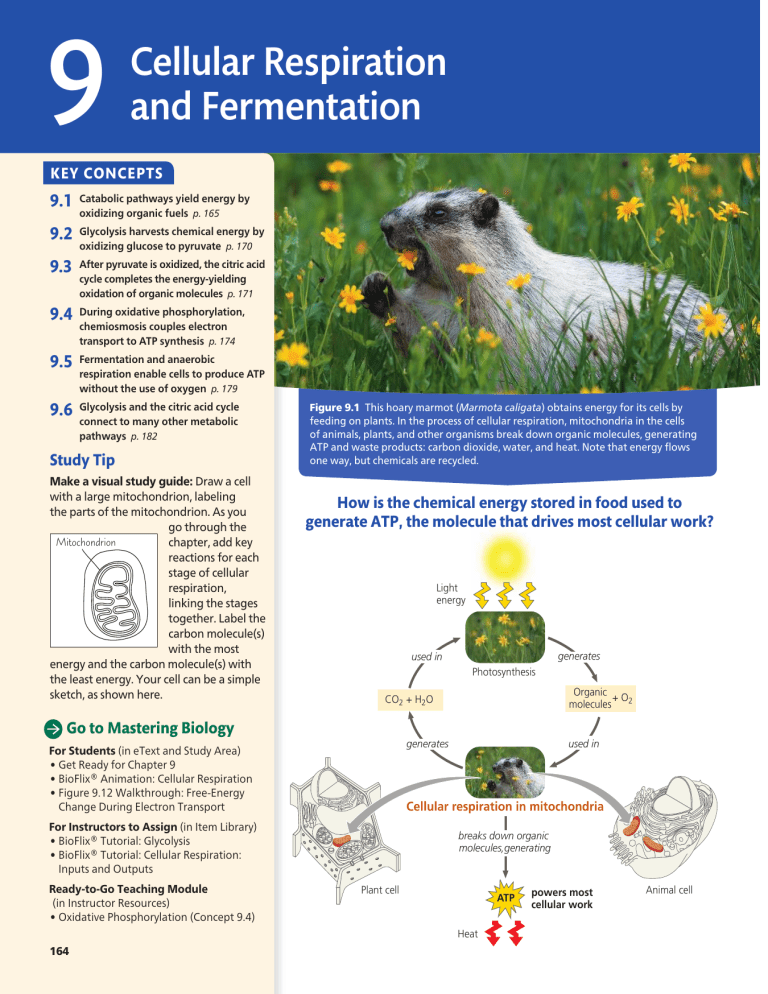 Cellular Respiration & Fermentation Guide