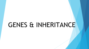 Genes & Inheritance Biology Guide