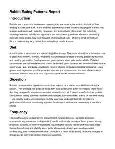 Rabbit Eating Patterns Report: Diet, Digestion, & Feeding Guide