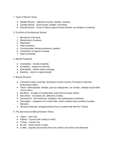 Muscle and Nervous System Anatomy Guide