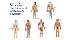Chapter 1: Anatomy and Physiology Basics