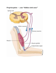 Proprioception: The Hidden Sixth Sense Explained