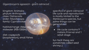 Gigantocypris agassizii: Giant Ostracod Facts