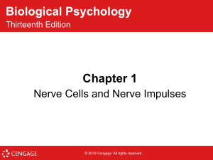Biological Psychology: Neurons & Nerve Impulses