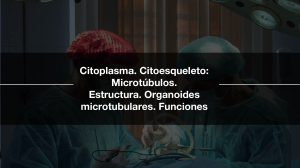 Apuntes de Biolog&iacute;a: Citoesqueleto y Citoplasma
