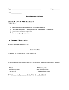 9th Grade Heart Dissection Lab Worksheet