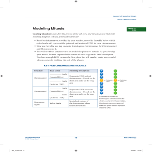 Modeling Mitosis: Pre-AP Biology Lesson 3.8 Handout