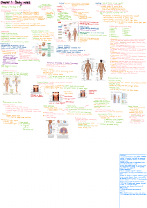 Anatomy Study Notes: Homeostasis & Body Cavities