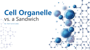 Cell Organelle vs Sandwich: Biology Analogy