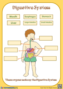 Digestive System Worksheet for Kids