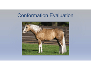 Horse Conformation Evaluation Criteria Guide