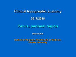 Clinical Topographic Anatomy: Pelvis and Perineal Region