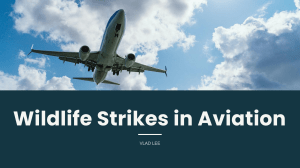 Wildlife Strikes in Aviation: Data Analysis & Safety