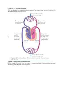 Chapter 9: Transport in Animals - Circulatory System
