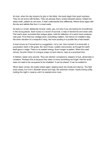 The Quiet World of Toads: Nature's Patient Survivors