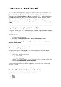 Homosecuenciaci&oacute;n y regionalizaci&oacute;n del tubo neural: Embriolog&iacute;a