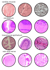 Human Tissue Microscopy Atlas
