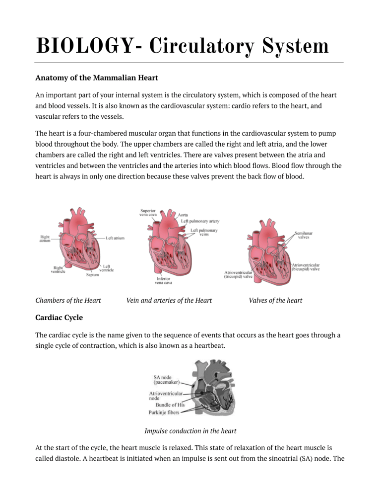 Biology: Circulatory System & Mammalian Heart Anatomy