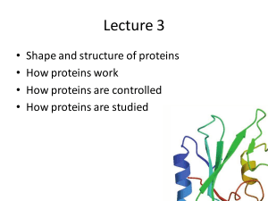 Lecture 3: Protein Structure and Function