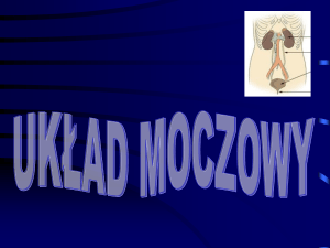 Układ moczowy - Anatomia i budowa narząd&oacute;w