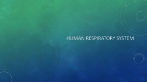 Human Respiratory System: Functions & Lung Volumes