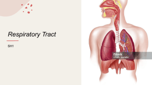 Respiratory Tract Structure: Human Gas Exchange System