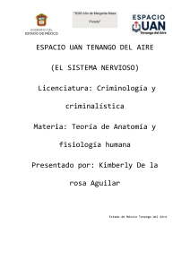 Cuadro Comparativo: Sistema Nervioso Central y Perif&eacute;rico
