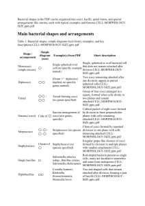 Bacterial Shapes and Arrangements: Cocci, Bacilli, Spiral Forms