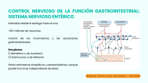 Control Nervioso de la Funci&oacute;n Gastrointestinal: Sistema Nervioso Ent&eacute;rico