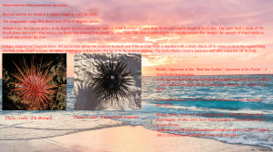 Red Sea Urchin: Biology and Adaptations