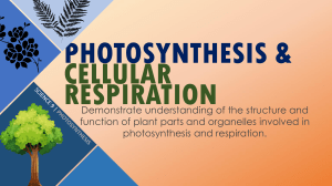 Photosynthesis & Cellular Respiration: High School Science Guide