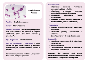 Gu&iacute;a de Estudio: Staphylococcus Aureus y Streptococcus pyogenes