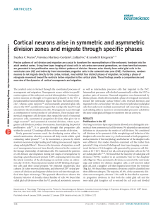 Cortical Neurons: Division Zones and Migration Phases
