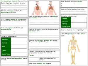 B7.3 Muscles and Skeletons Revision Worksheet